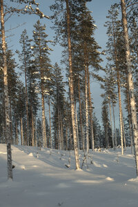 Finlande - Parc d'Hossa - janvier 2019, IMG_0073.CR2