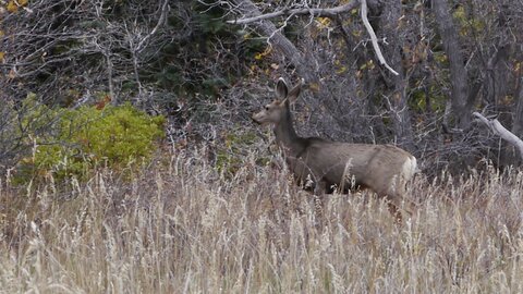 USA oct nov 2018, _1210927 recad Deer  PN Zion