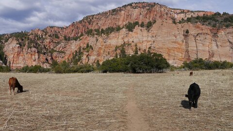 USA oct nov 2018, _1210954 Hop Valley Trail  PN Zion