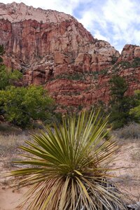 USA oct nov 2018, _1210990 La Verkin Creek  PN Zion