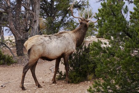 USA oct nov 2018, _1220208 format recad Deer  South Rim  Grand Canyon