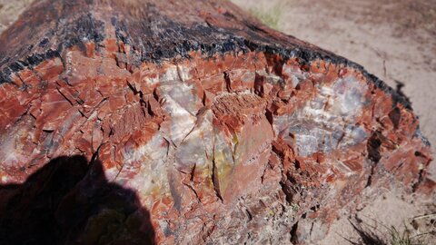 USA oct nov 2018, _1220553 retouche Crystal Forest  PN Petrified Forestt