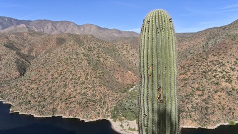 USA oct nov 2018, _1220678 raw Saguaro  Apache Lake  Apache Trail