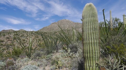 USA oct nov 2018, _1220967 PN Saguaro Ouest