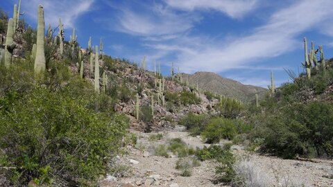 USA oct nov 2018, _1220997 PN Saguaro Ouest