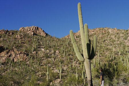 USA oct nov 2018, _1230066 PN Saguaro Ouest