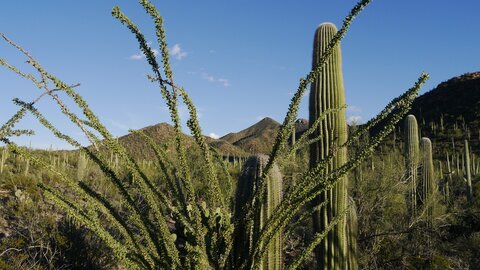 USA oct nov 2018, _1230067 retouche Saguaro et Ocotillos  PN Saguaro Ouest