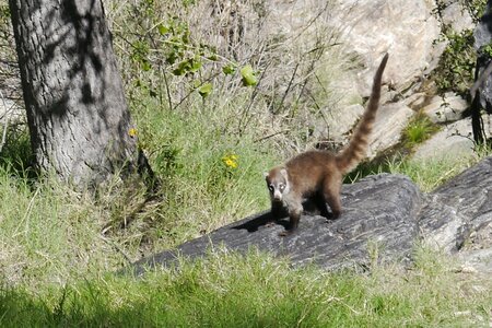 USA oct nov 2018, _1230076 Coati  Fingers Rock  nord de Tucson 