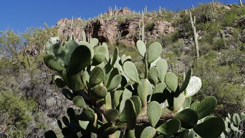 USA oct nov 2018, _1230109 Fingers Rock  nord de Tucson