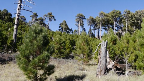 USA oct nov 2018, _1230315 Forêt sous le Mt Whrightson