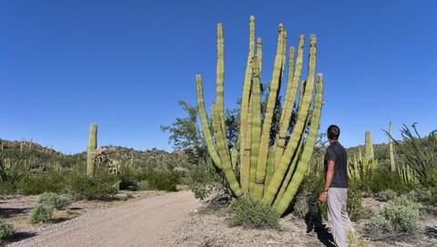 USA oct nov 2018, _1230547 raw Senita Basin  Organ Pipe Cactus NM