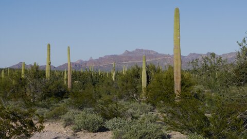 USA oct nov 2018, _1230550 Red Tank Tinaja  Organ Pipe Cactus NM