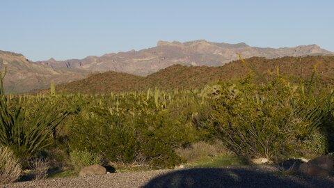 USA oct nov 2018, _1230551 Organ Pipe Cactus NM