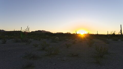 USA oct nov 2018, _1230559 raw Organ Pipe Cactus NM  depuis route 85