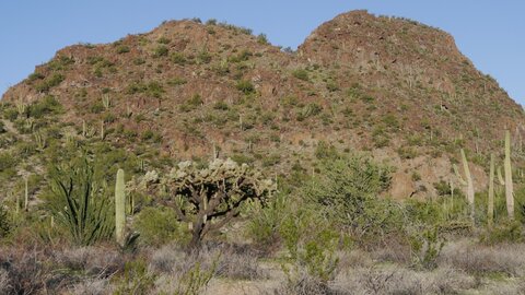 USA oct nov 2018, _1230561 Organ Pipe Cactus NM
