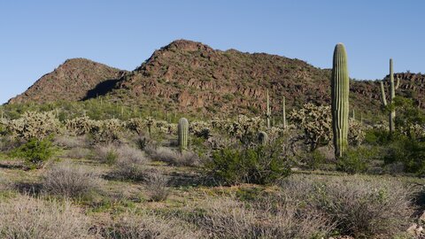 USA oct nov 2018, _1230562 Organ Pipe Cactus NM