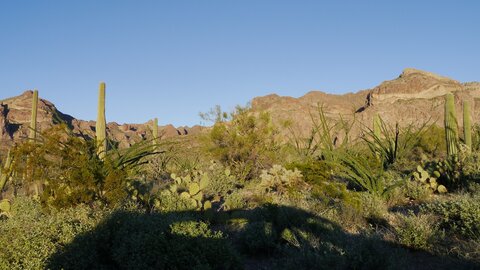 USA oct nov 2018, _1230613 Organ Pipe Cactus NM