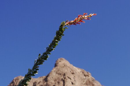 USA oct nov 2018, _1230779 recad Ocotillo en fleur  Signal mountain