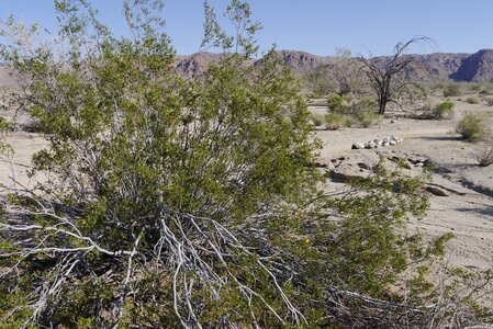 USA oct nov 2018, _1230796 Creosote  PN Joshua Tree