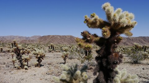 USA oct nov 2018, _1230820 Teddy Bear Cholla cactus  PN Joshua Tree