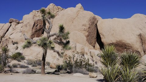 USA oct nov 2018, _1230840 retouche Proche de Jumbo Rocks  PN Joshua Tree