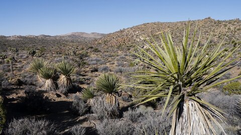 USA oct nov 2018, _1230891 retouche Yukka  Lost Horse Mine Trail  PN Joshua Tree