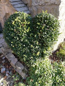 Cévennes fin 2018, IMG_20190102_162154