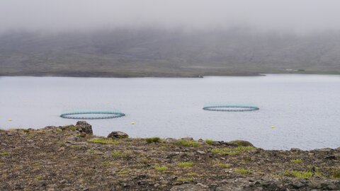 Islande, juin 20108, _1200478 retouche Parc d’élevage  Berufjordur 