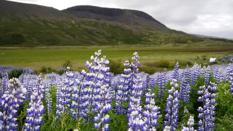Islande, juin 20108, _1200495 retouche Sur la gravel road 938