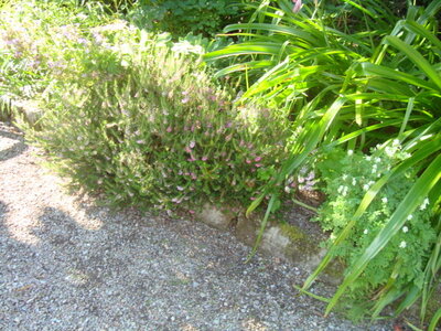 Ecosse de Thibault , DSC00667