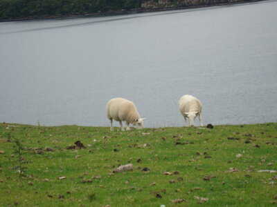  Ecosse de Thibault , DSC00780
