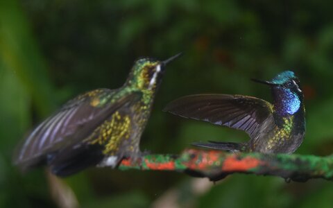COLIBRIS, DSC_0361A