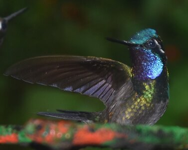 COLIBRIS, DSC_0361AA
