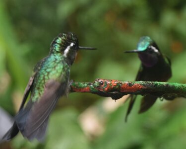 COLIBRIS, DSC_0362A