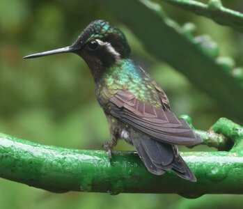 COLIBRIS, DSC_0365A