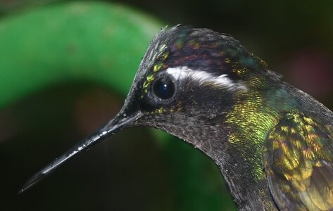 COLIBRIS, DSC_0367AA