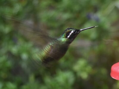 COLIBRIS, DSC_0369a