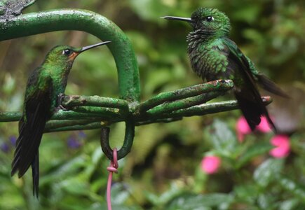COLIBRIS, DSC_0375a