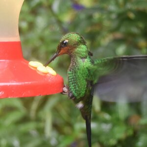 COLIBRIS, DSC_0410a