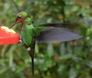 COLIBRIS, DSC_0411a