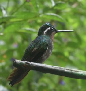 COLIBRIS, DSC_0427a