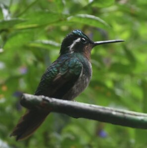 COLIBRIS, DSC_0428a