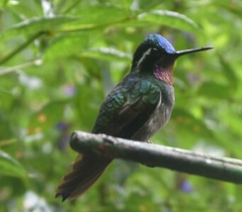 COLIBRIS, DSC_0429a
