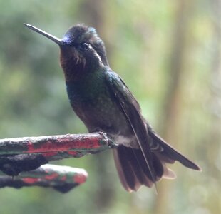 COLIBRIS, DSC_0433a