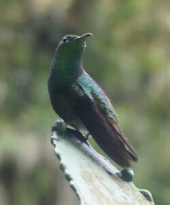 COLIBRIS, DSC_0437a