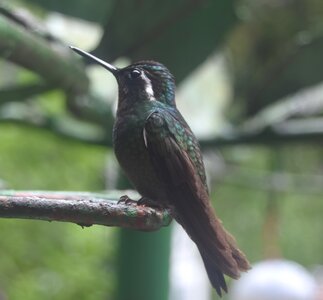 COLIBRIS, DSC_0440a