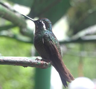 COLIBRIS, DSC_0440aa