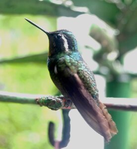 COLIBRIS, DSC_0442a