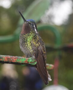 COLIBRIS, DSC_0444a