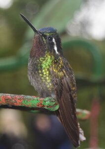 COLIBRIS, DSC_0445a